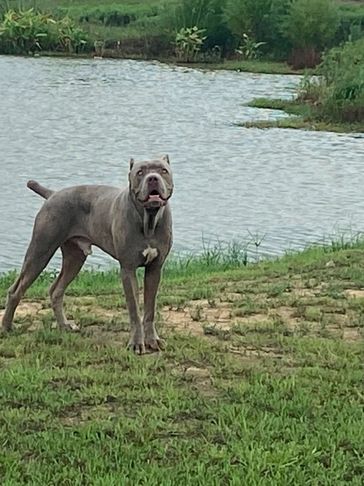 Big Boy at 1.6 years old. 