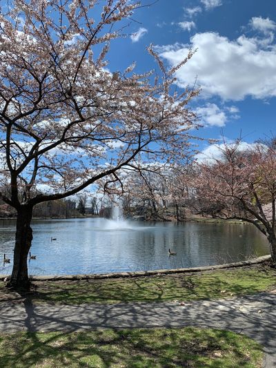 Flowering trees around Fellsmere Park in Spring