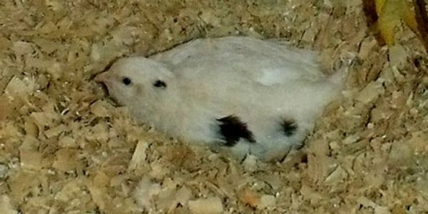 A white hamster resting on wood shavings.