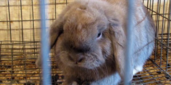 A brown rabbit in a cage.