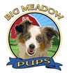 Big Meadow Pups