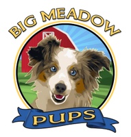 Big Meadow Pups
