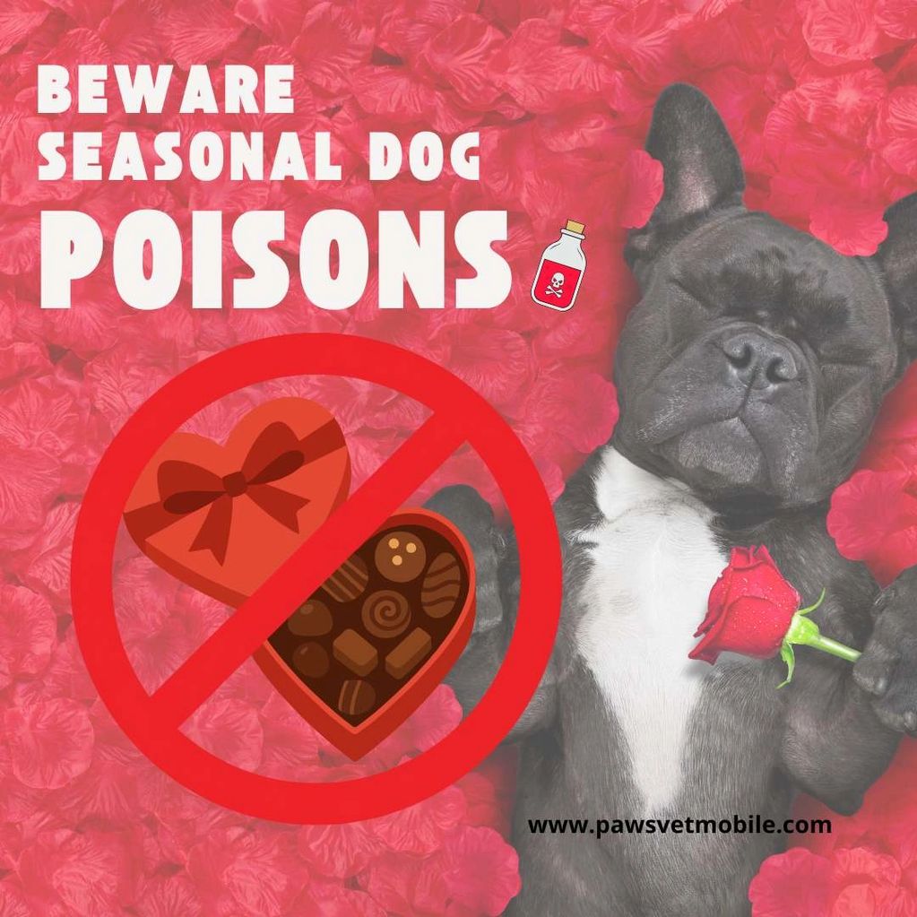 black frenchie with rose "Beware Seasonal Dog Poisons" with picture of valentines chocolates
