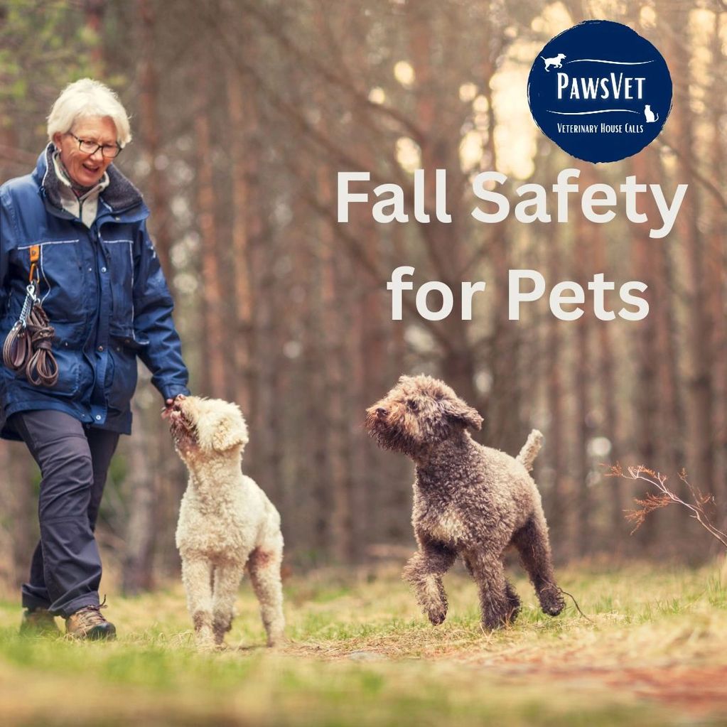 Senior lady walking in forest with 2 doodles