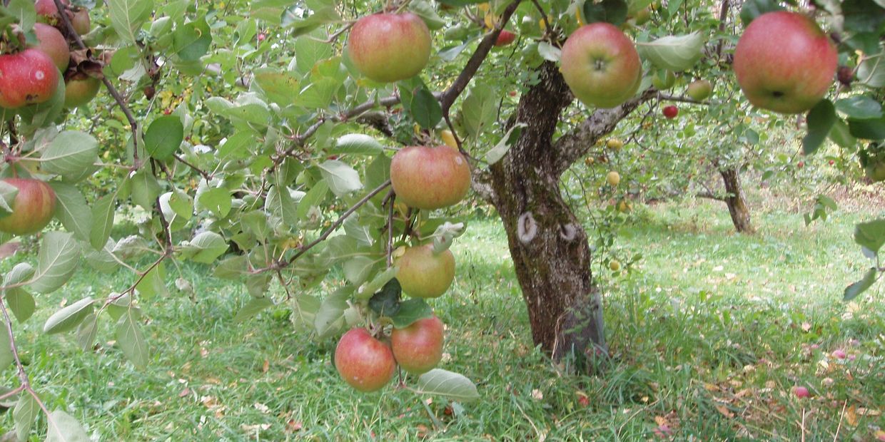 Baldwin apples.