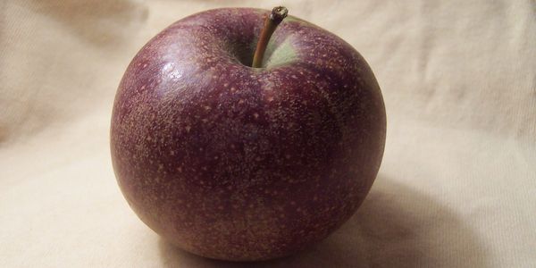 A Black Oxford apple.