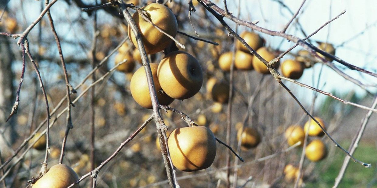 Golden Russet