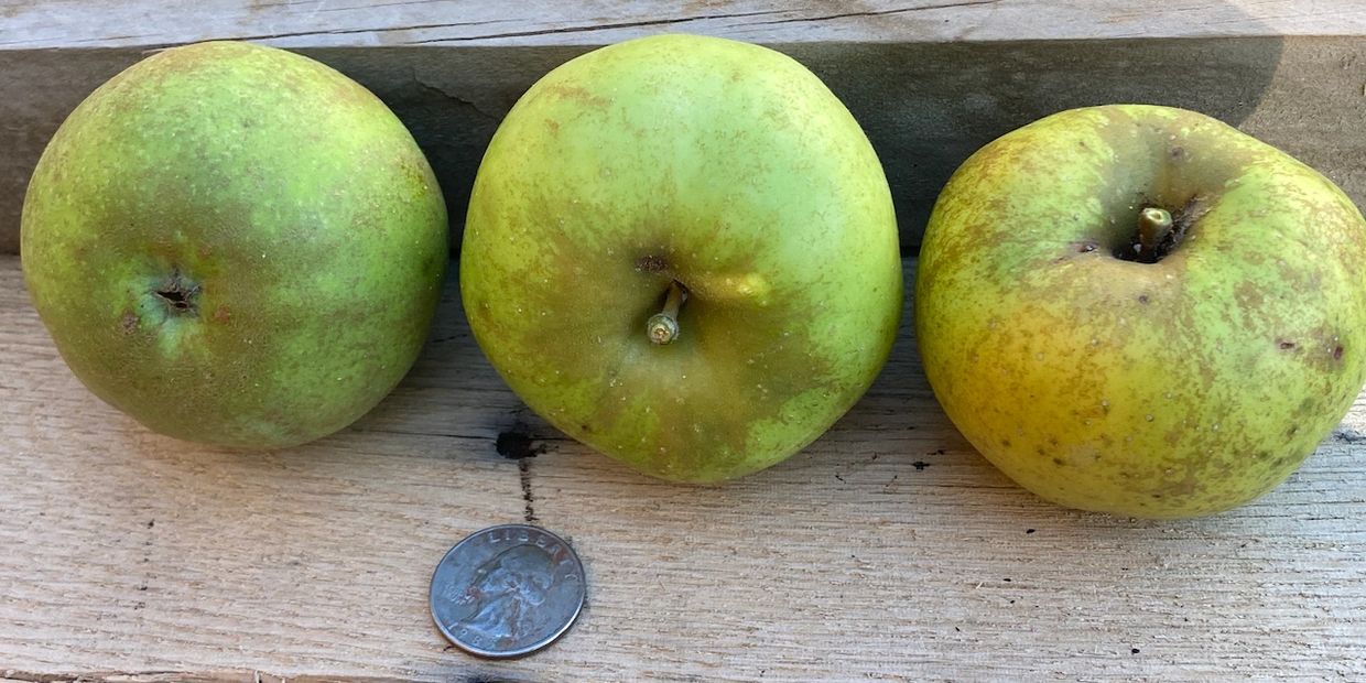 Gray Pearmain - Photo by Roger Swain