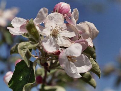 Apple blossom