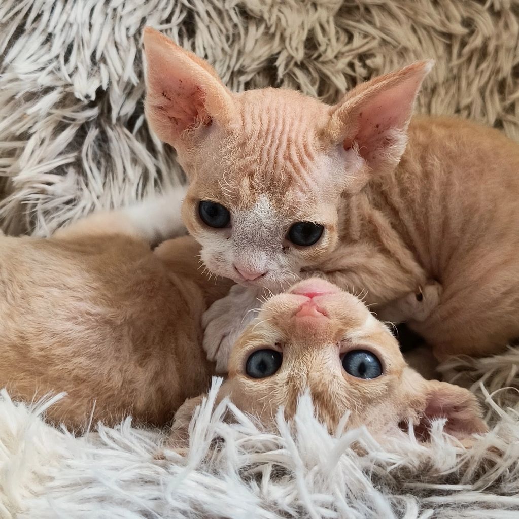 Two Devon Rex kittens cuddling on a fluffy blanket.
