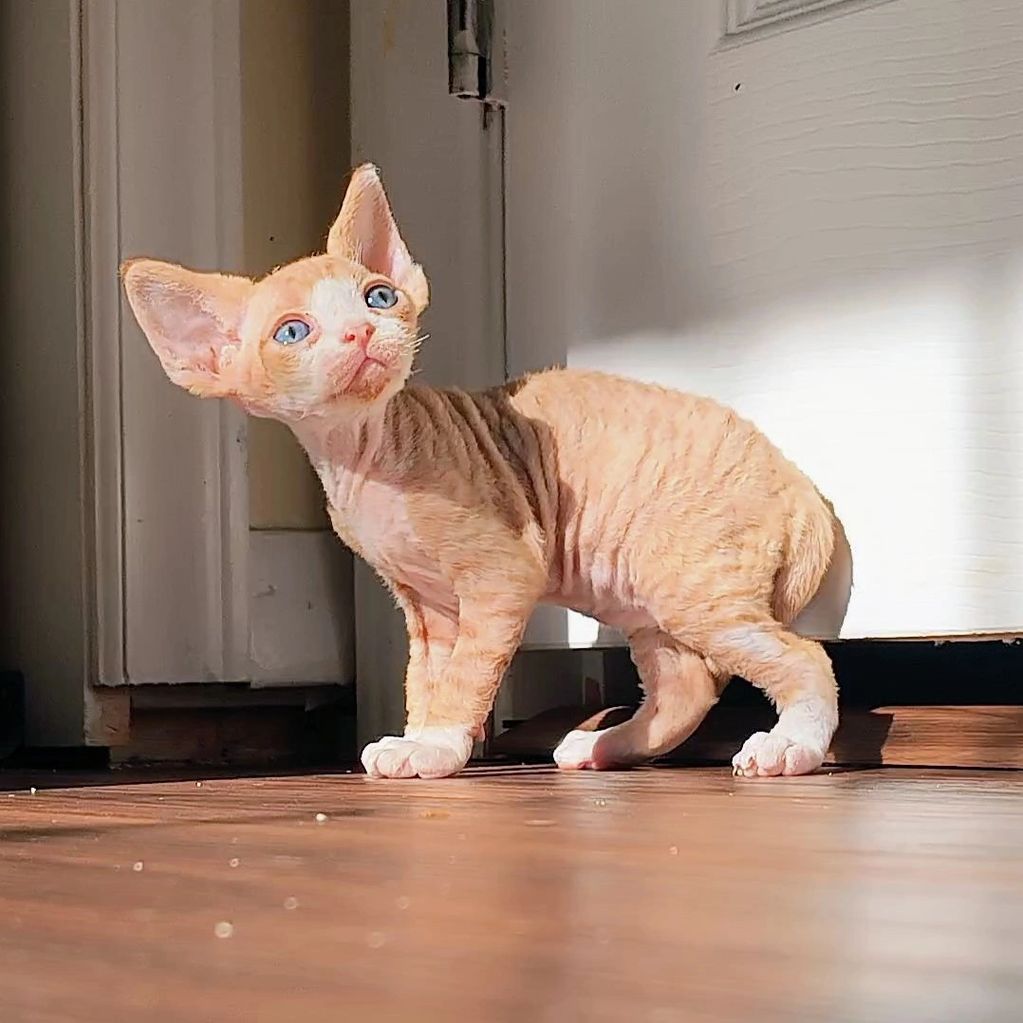 A small, light orange Devon Rex kitten with blue eyes stands on a wooden floor in sunlight.