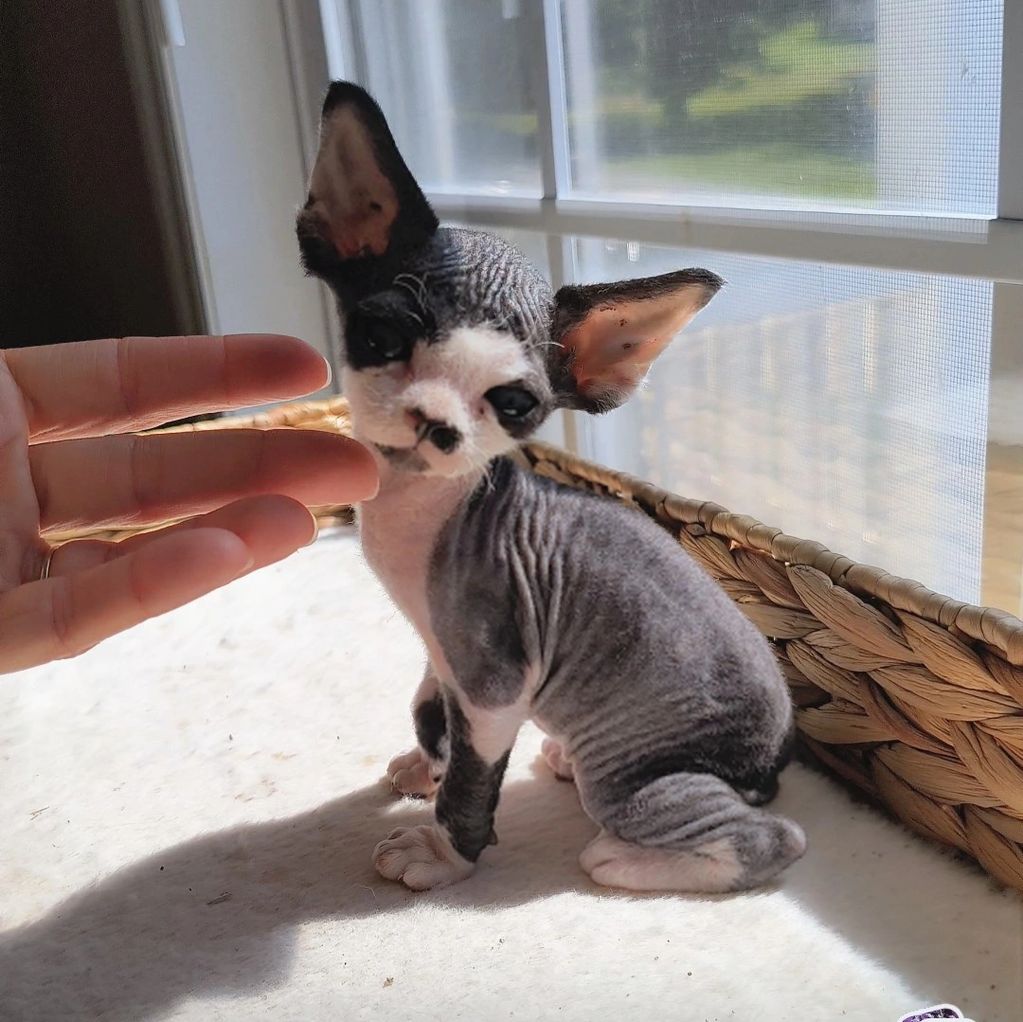 A small, wrinkled Sphynx kitten sitting near a window with a hand reaching out.