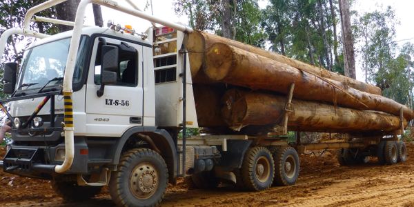 A truck carrying large logs on a dirt road in a forested area.