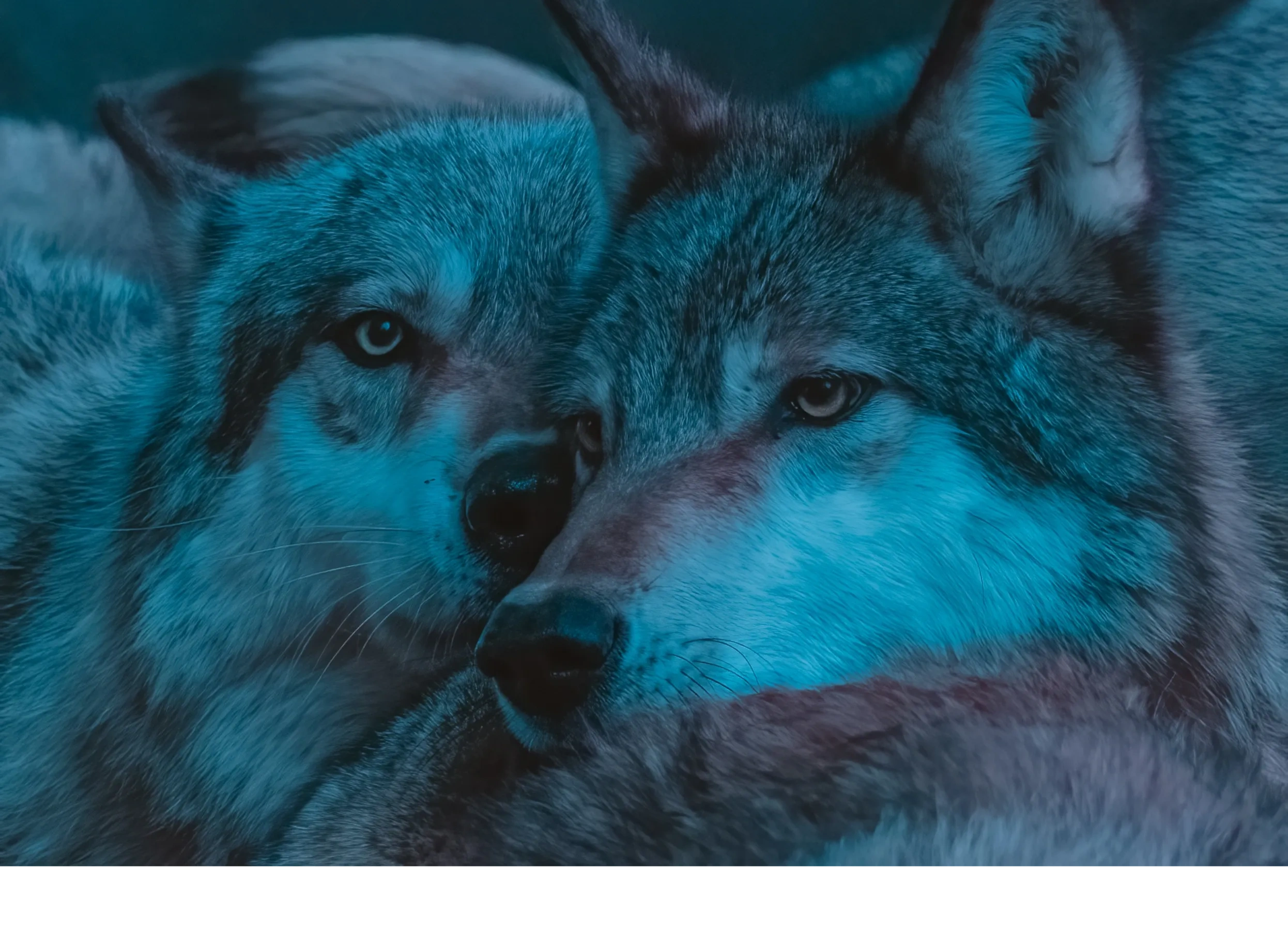 Turquoise Wolves Seacrest Wolves