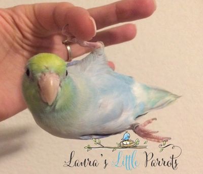 Laura S Little Parrots Pacific Parrotlets Parrotlets For Sale Laura S Little Parrots