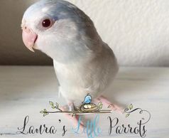 Laura’s Little Parrots - Pacific Parrotlets, Parrotlets for Sale ...