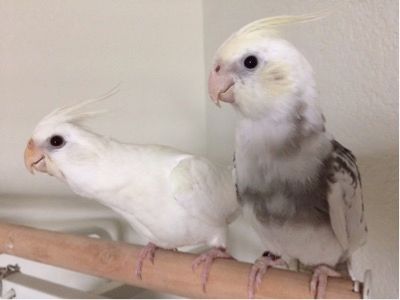 Albino & Creamface Pied Cockatiel for sale in Texas