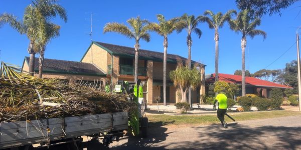 Another rental property being managed 
And another set of palms pruned 