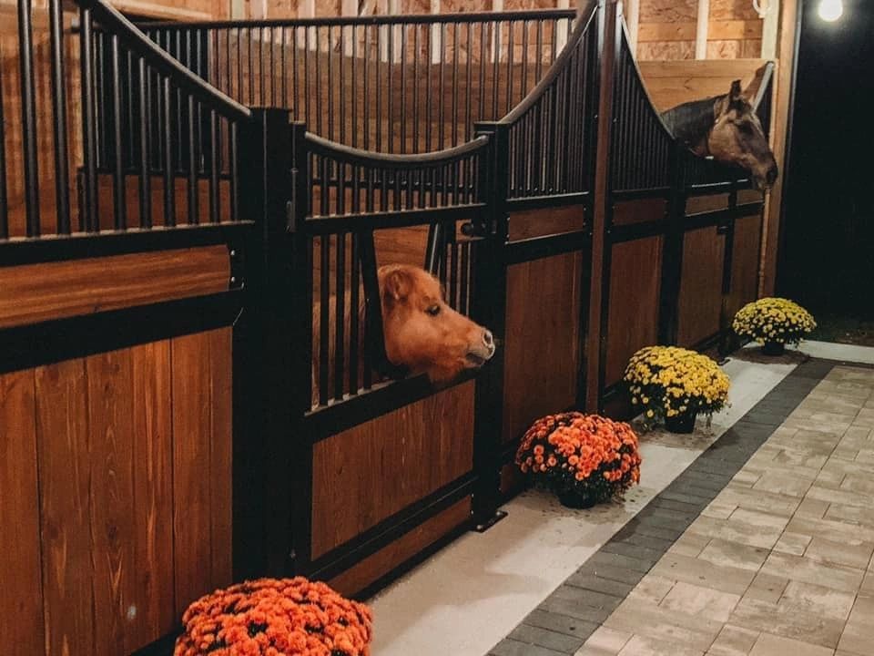 Two horses peeking out of stable doors beside flower pots.