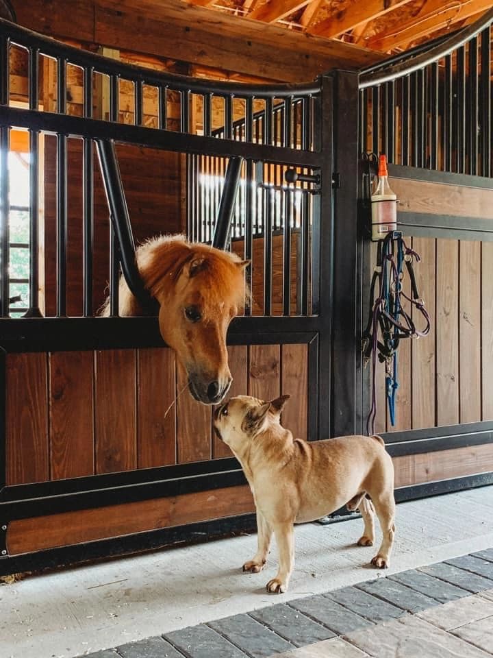 A horse and a dog sharing a moment in a stable.
