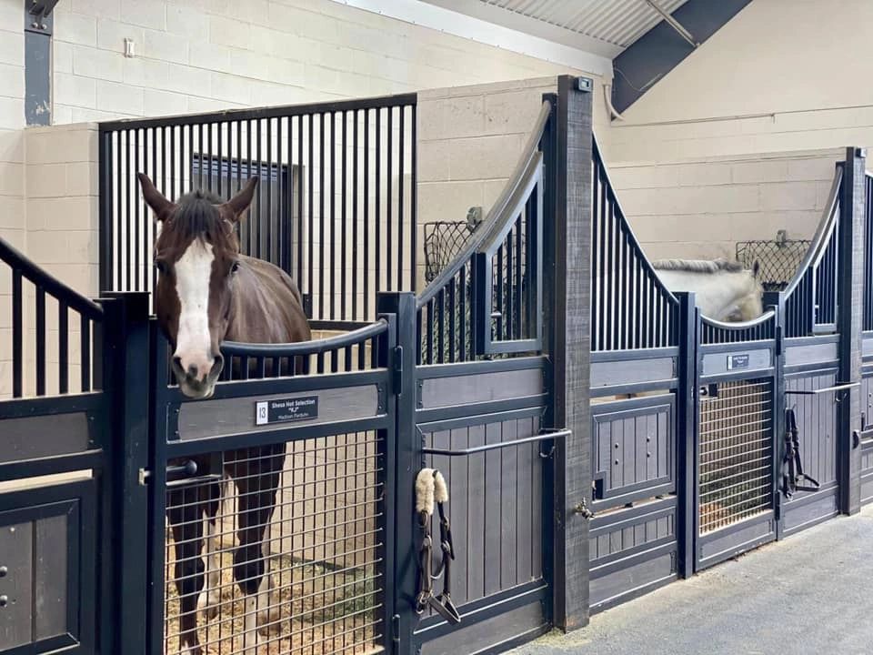 Two horses in modern black stalls indoors.