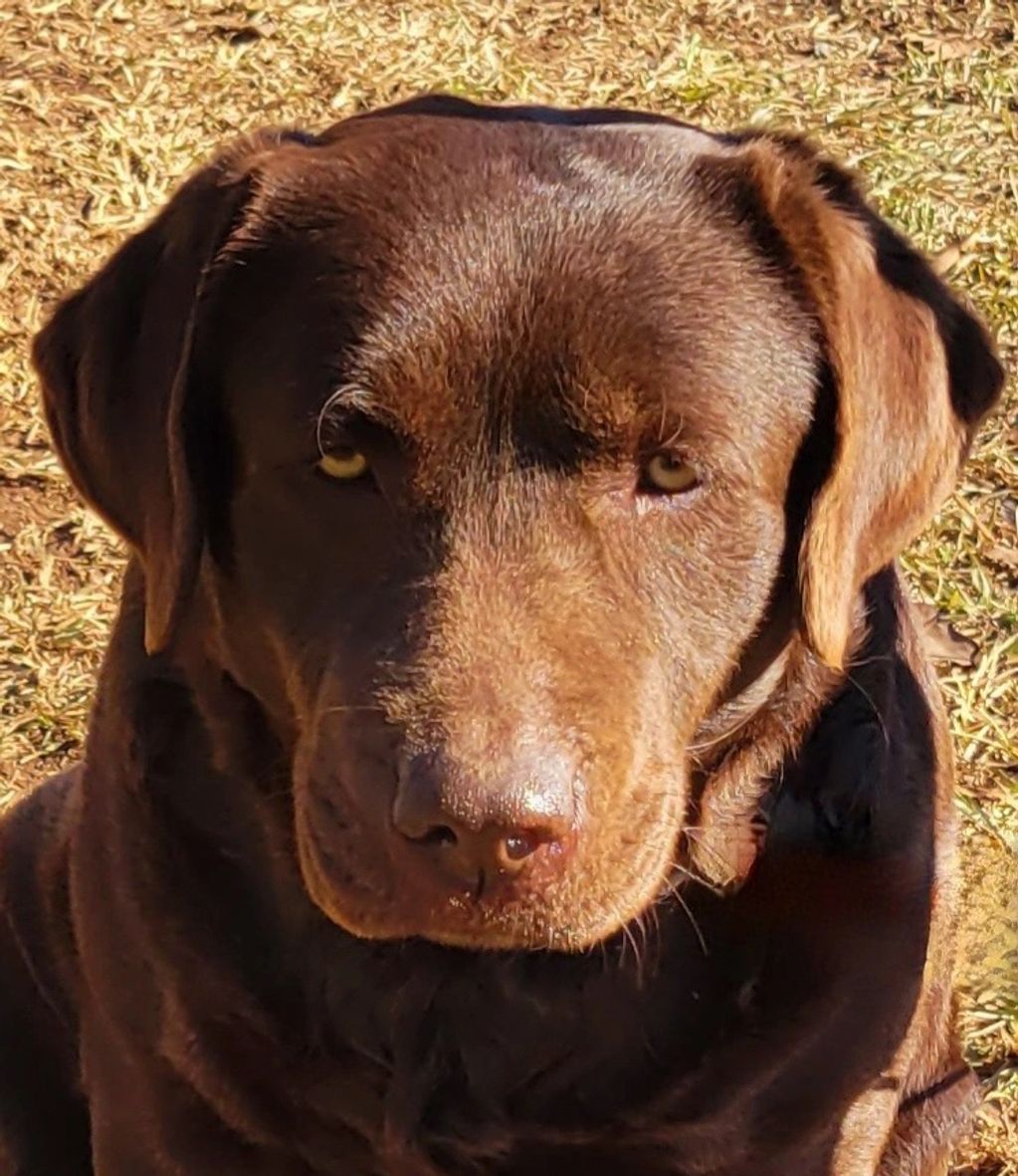 Girls Thornbury Kennel