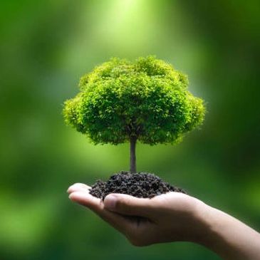 A hand holding a small tree with soil, symbolizing growth and care.