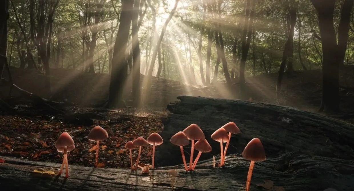 Mighty Mycology Premium Mushroom Supplements