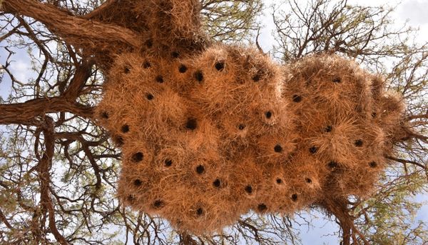 Large communal bird nest made of twigs and grass on a tree.