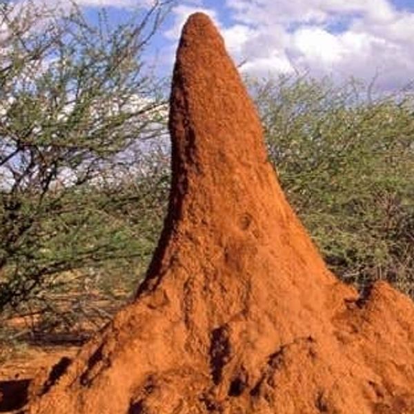 Tall, reddish termite mound in a natural landscape with trees and sky.