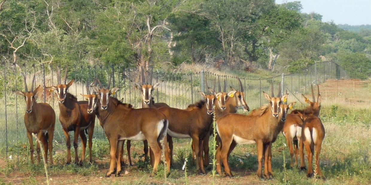 A group of sable antelopes standing near a fence in a forested area.
