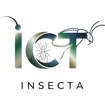 Insecta