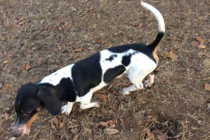 Mouse Bluff Kennel Dachshund Puppies Breeder Miniature Dachshunds