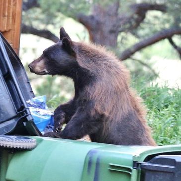 Bear in garbage.