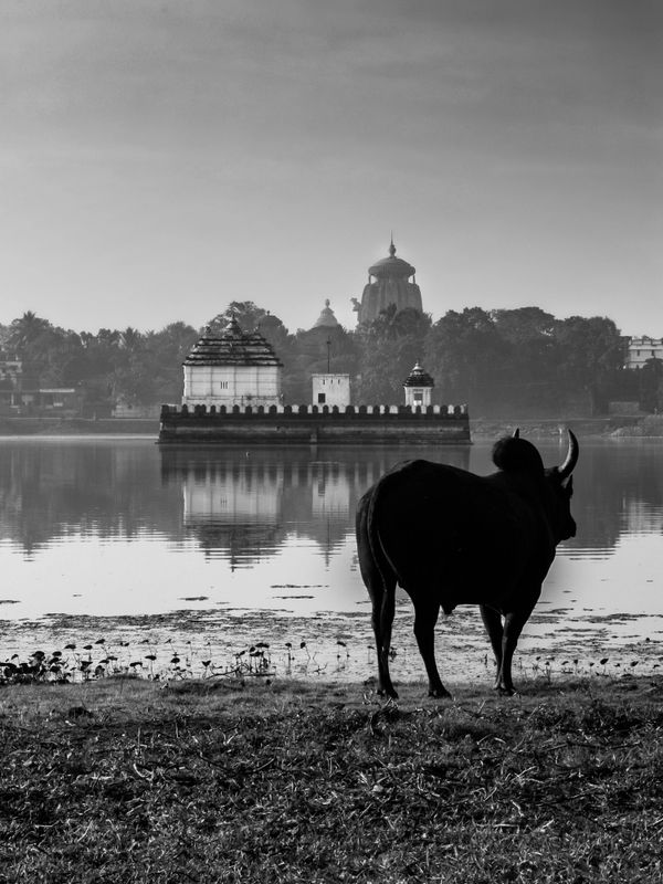 Black and white photo of a bull by a lake with a temple in the background.