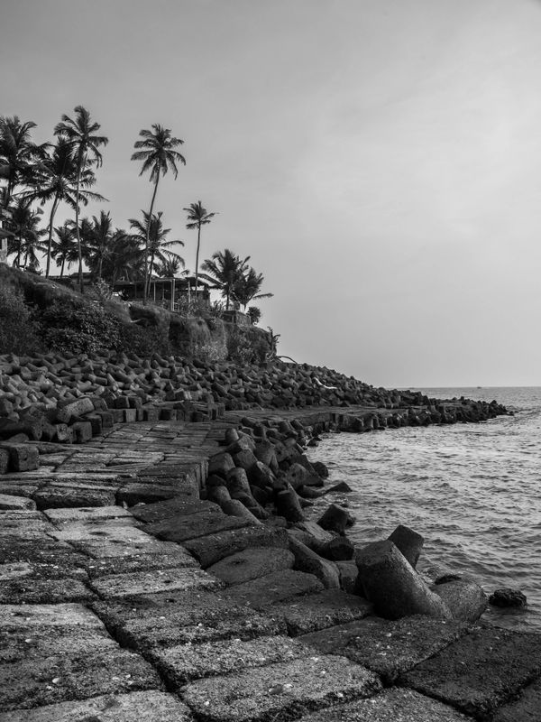 Coastal sea wall with palm trees under a calm sky in black and white.