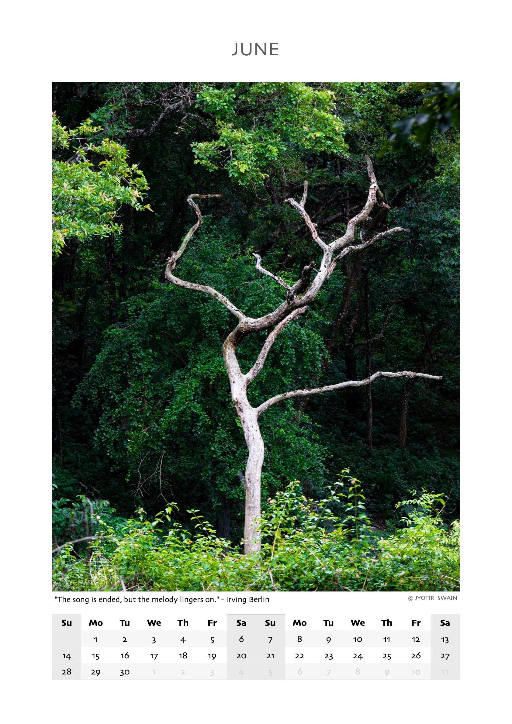 A lone dead tree stands against lush green forest in June.