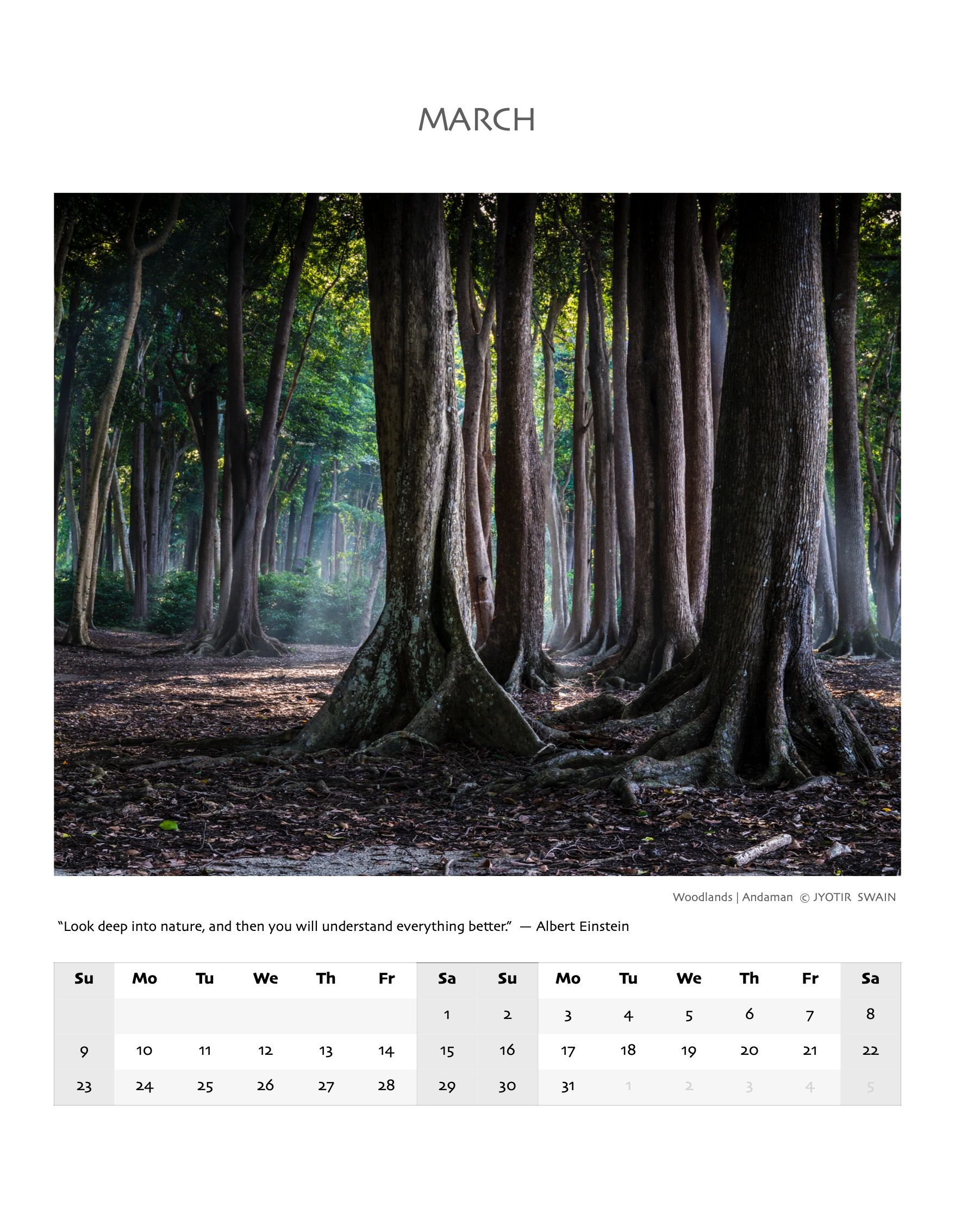Sunlit Andaman woodlands with towering trees and misty atmosphere.