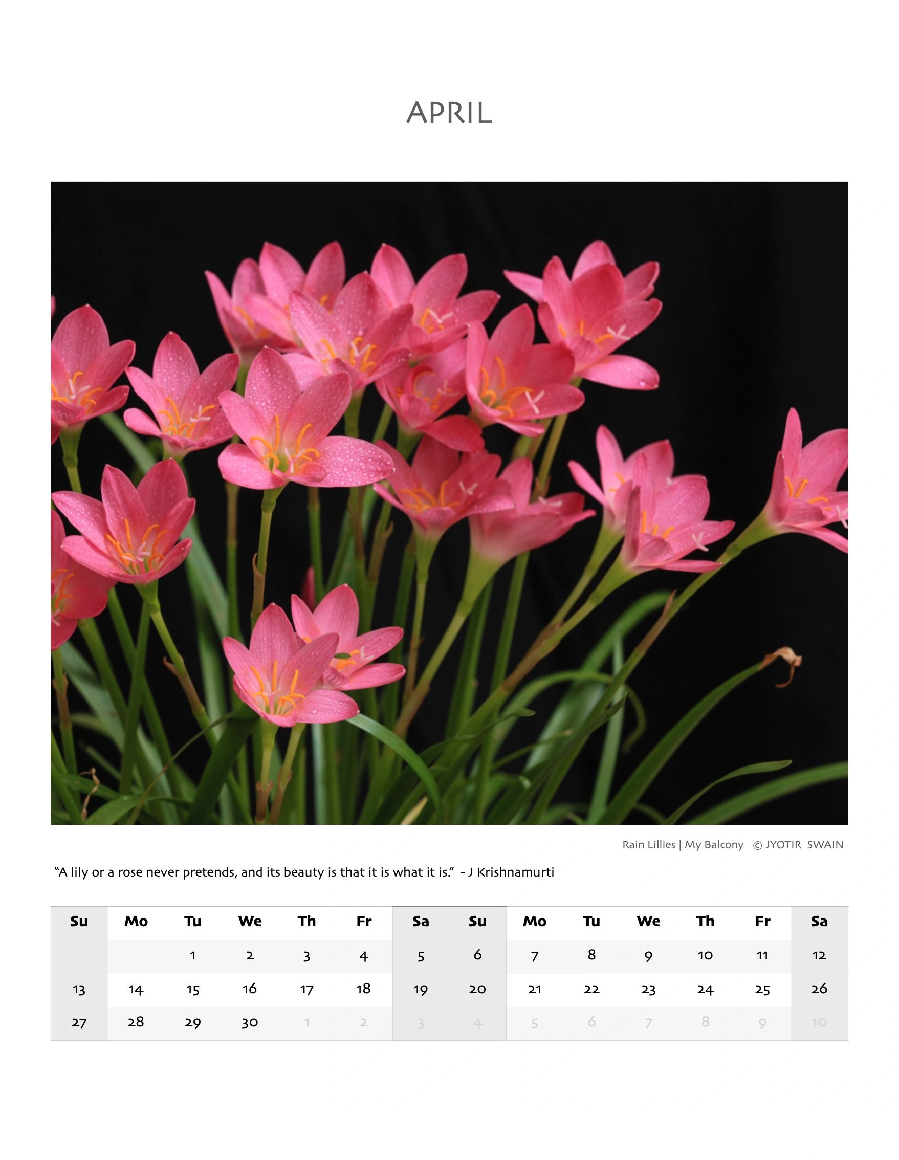 Close-up of vibrant pink rain lilies with water droplets against a black background.