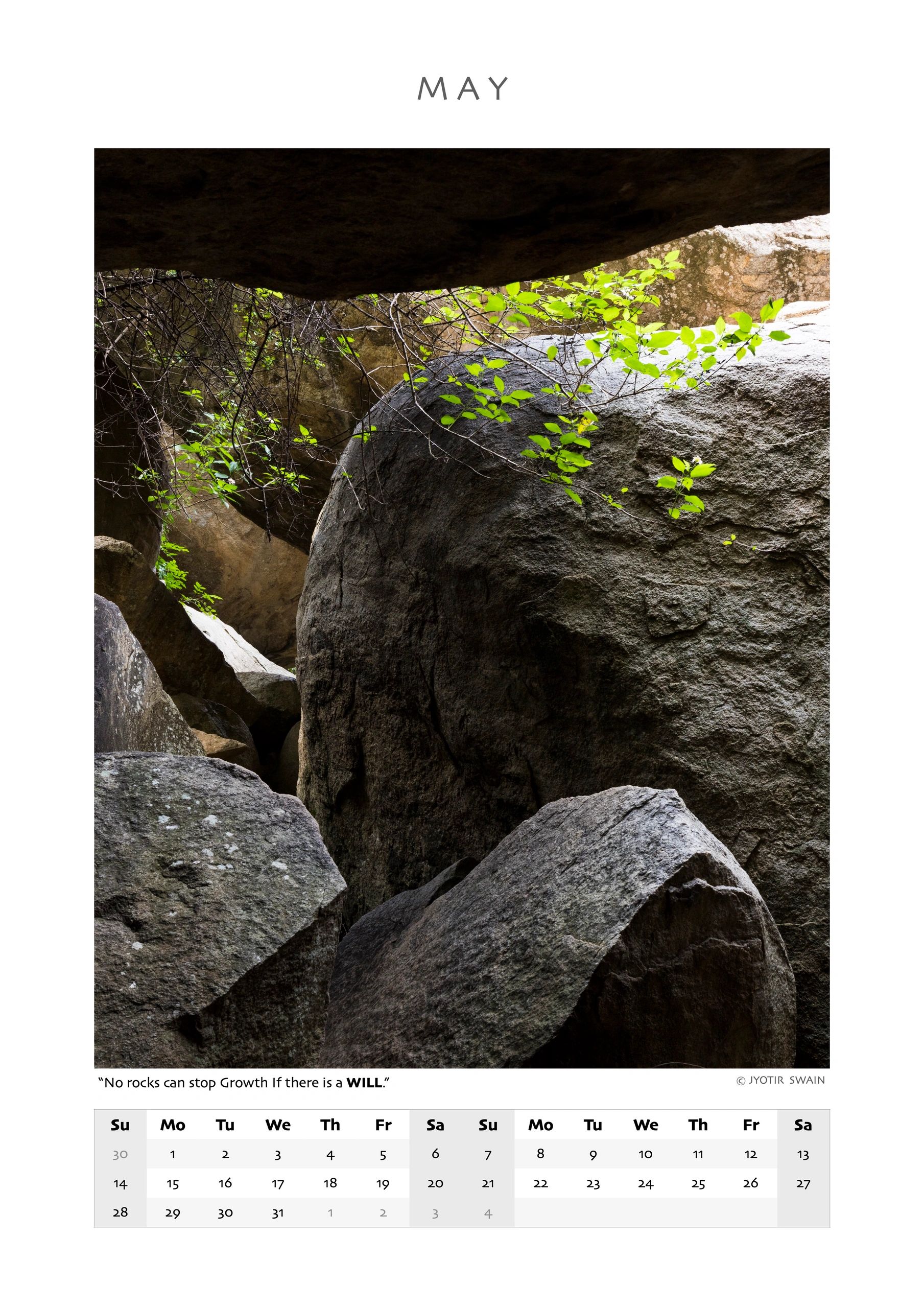 Green leaves grow resiliently among large, rugged rocks in a shaded natural setting.