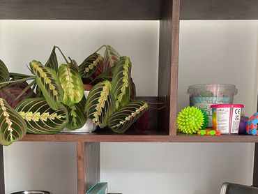 Fidget toys and plant on a shelf in Space to Talk Counselling's office
