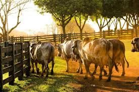 Pure Cow Milk