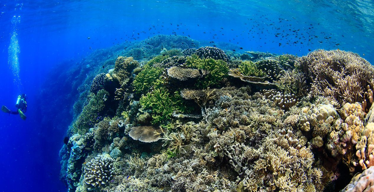 Walindi Plantation Resort Scuba Diving, Papua New Guinea Walindi Plantation Resort Kimbe
