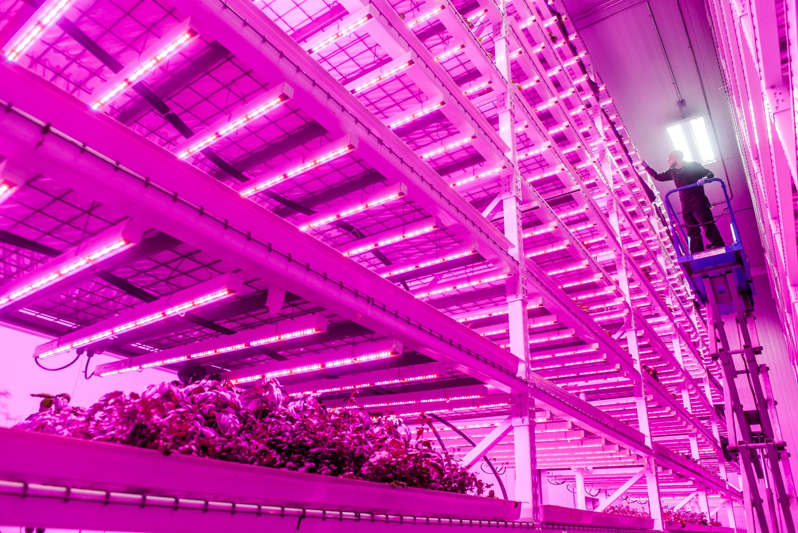 IS A VERTICAL FARM COSTEFFECTIVE TO BUILD AND OPERATE?