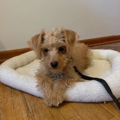 Dolly is a dream of a Schnoodle puppy who is living her best days with her human mommy!