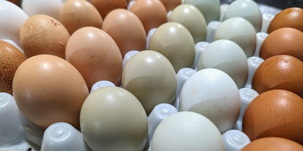 Nate's Chicks has Farm Farm Fresh Eggs available by the dozen, 18 count, or a flat of 30. 