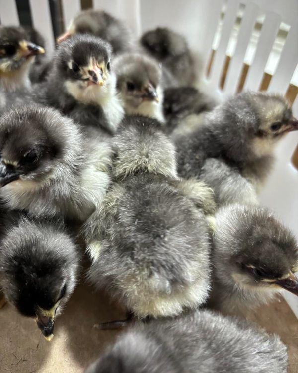 Blue Sexlink chicks just hatched!