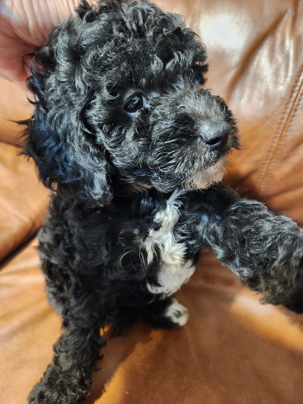 black goldendoodle puppies