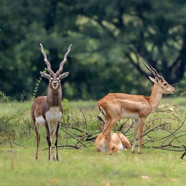 Jayamangali Blackbuck Conservation Reserve - 18KMS
