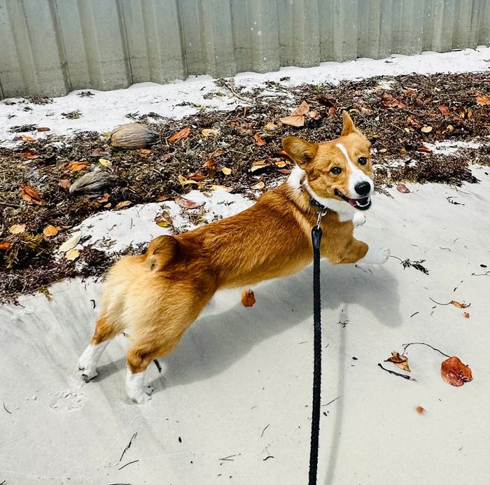 This is Nemo & I have had the privilege of walking him once or twice a week for about a year now.